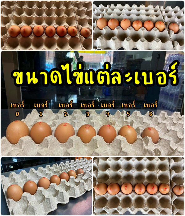 ตารางเปรียบเทียบขนาดไข่แต่ละเบอร์ ตั้งแต่เบอร์ 0 ถึงเบอร์ 6